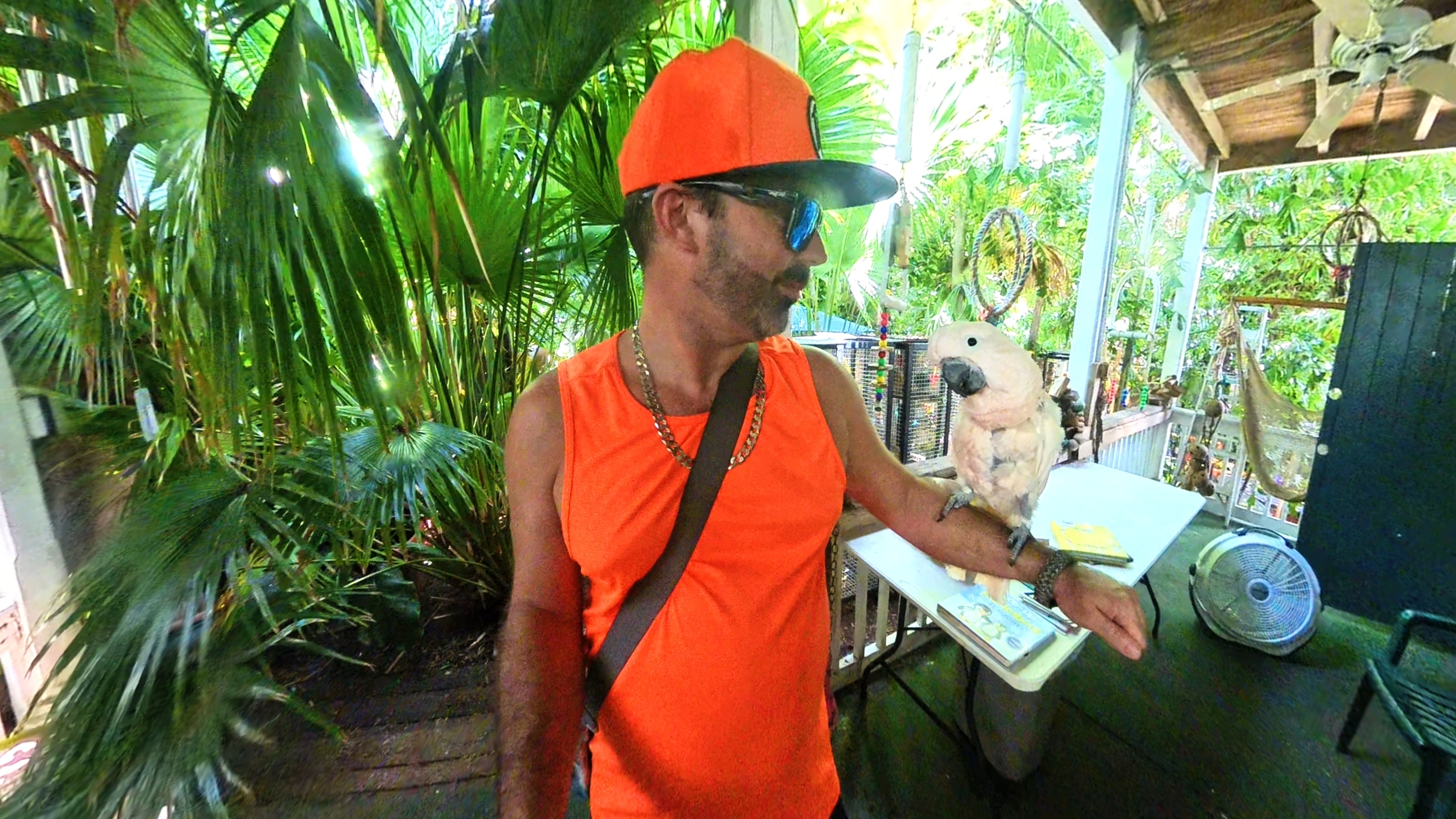 Key West Nancy Forresters Secret Parrot Garden Boundless And Lost